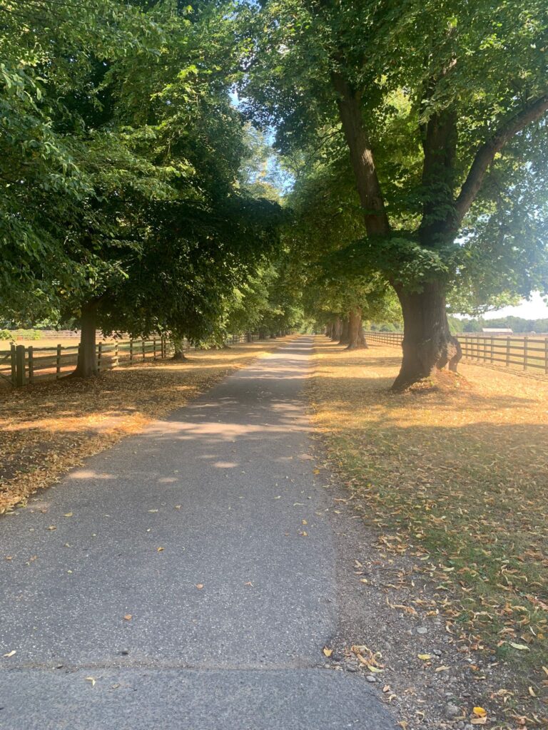 Dedham, Gun Hill, and the Stour Valley Circular 4 WhatsApp Image 2025 08 18 at 11.05.12 5